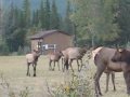 Elk in Rut.AVI