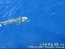 Shark & Dolphin & Manta ray ??????????? 2007
