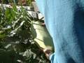 videos de Worm Casting # 3 (what worm castings can do for your p