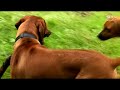 Shingamonga video.mpg Shingamonga video.mpg