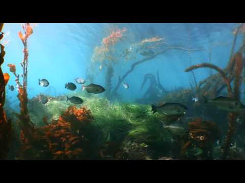 Meet the PIER 39 Sea Lions