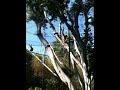 Howler Monkey