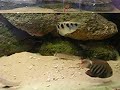 Brackish tank feeding