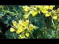"When I was One and Twenty" by AE Housman (poetry reading)