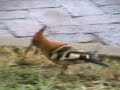 African Hoopoe