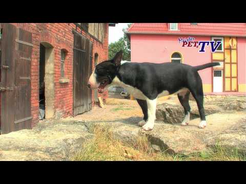 bullterrier