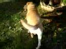beckman o super cachorro de BB beckman o super cachorro de BB