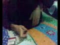 ossuruktan teyyare ossuruktan teyyare