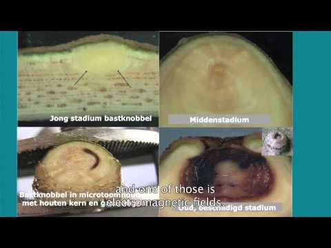 See video