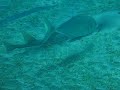 Guitarshark