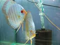 discus