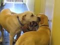 videos de Rosco & Dusty Love @ Austin Dogtown