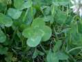 videos de Clover and Glass