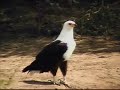 Fish Eagle 5-4-08 Fish Eagle 5-4-08