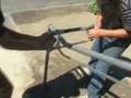 videos de justin is retarted 2