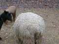 Goats Sheep Surfing