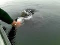Pesca al Luccio in Irlanda - 19-26 agosto 2008