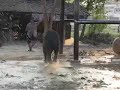 Ayathaya - Elephan