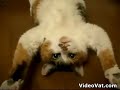 comatose cat