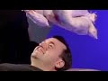 Shooting Stars: Absorb the Power of the Poultry