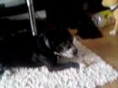 me-nutty-staffie.html