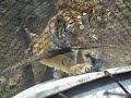 il verza e seth.. two jackasses with some tigers.. il verza e seth.. two jackasses with some tigers..