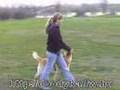 Labrador BH Test Bozsó