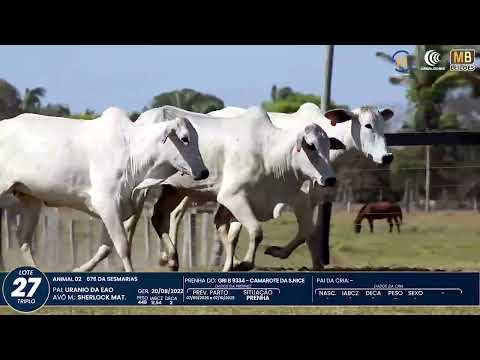1� DE OLHO NA FAZENDA NELORE SESMARIAS