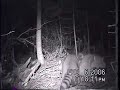 Raccoons bicker with each other over sardines