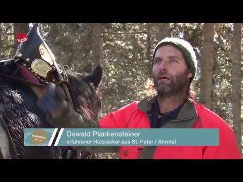 Reportage – Holzrücken mit Pferd