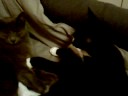 Towiee and Lucy(graycat) caught cuddling 11.12.08 Towiee and Lucy(graycat) caught cuddling 11.12.08
