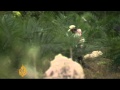 Indonesia's orangutans struggle to survive
