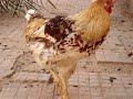 poule rouge poule rouge
