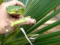 Une grenouille magnifique qui émet un son  lorsqu'elle n'est pas contente.