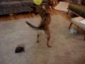 Pastor Belga Malinois video