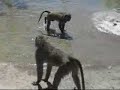 JChauProduction: the monkey that can do a breast stroke! JChauProduction: the monkey that can do a breast stroke!