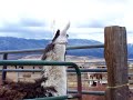 Llama spit fight (part 1 of 11)