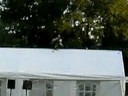 roofvogelshow op camping de vier bannen roofvogelshow op camping de vier bannen