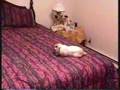 Holland Lop Rabbit Sleeping in my bed