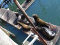 sea lion fight!