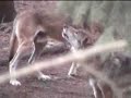 Howling Wolves