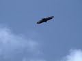 ?Stephanoaetus? ?Stephanoaetus?