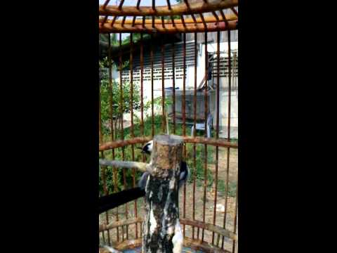 นกกางเขนดง - อันเก่าภาพมันตะแคงคงดูยาก เลยลงอันใหม่ในดูกันครับ โต ศรีสะเกษ.