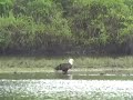 Bald Eagle sighting Bald Eagle sighting