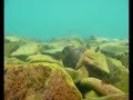 Underwater in Lake Tanganyika Underwater in Lake Tanganyika