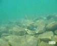 Underwater in Lake Tanganyika