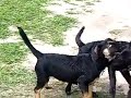 4 mos old lab mix and rottie mix horseplay at lake