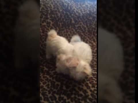 AKC Maltese December 2 2016