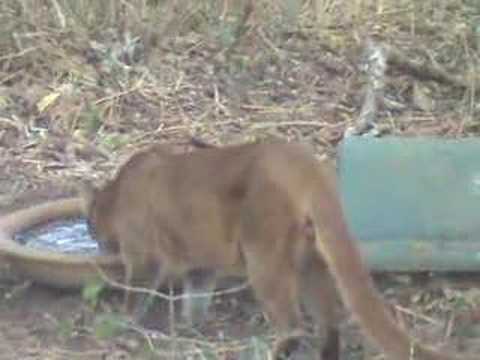 JAGUARUNDI