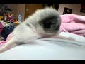 Click here to watch this video Moar Kittens